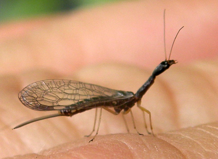Raphidiidae: Venustoraphidia nigricollis